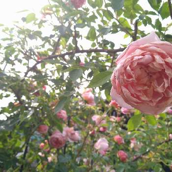 ばらの香りの画像 by ひろゆきさん | 広い庭とバラ エヴリンとばら バラ 薔薇とおうち園芸と庭のばらとばら 薔薇 バラとバラ薔薇ばらら～❤️とばらの香り