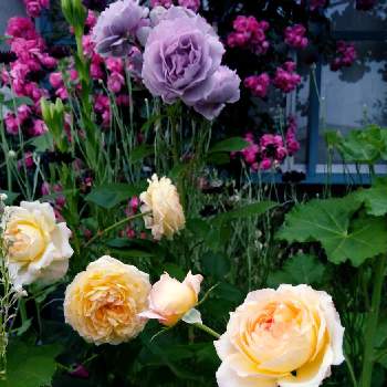 アンジェラの画像 by ちえりさん | バラ ウェルビーインとアンジェラとノヴァーリスとナチュラルガーデンと5月の庭と鉢植えバラ