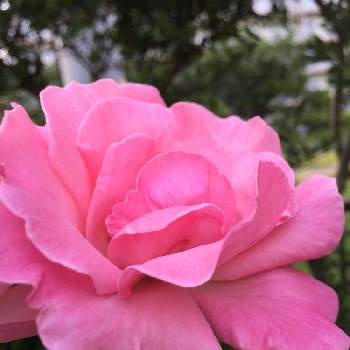 薔薇に魅せられての画像 by teru teruさん | 小さな庭とバラ  クィーン･エリザベスとピンクの花と薔薇に魅せられてとGSに感謝。と薔薇の咲く庭と薔薇初心者と花のある暮らしと薔薇大好き