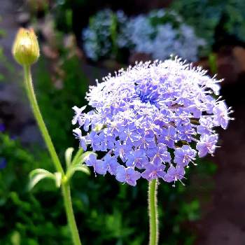 次々開花♪の画像 by rayさん | 庭の花と次々開花♪とおぎはら植物園とブルーの花とブルーガーデン