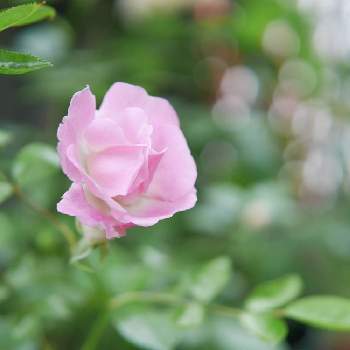 つる薔薇 春霞の画像 by 由美子さん | 小さな庭とつる薔薇 春霞とバラとゆみさんのバラ遊びとLUMIX gf7とミラーレス一眼と月曜日にはバラをとF2.2と由美子・春霞