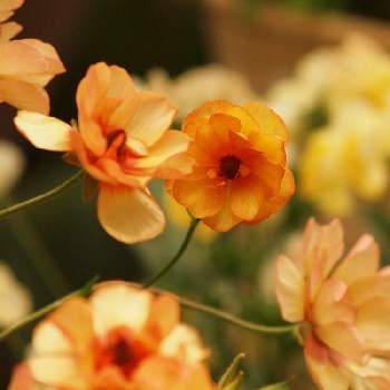 ラナンキュラス・ラックス　ロティス,ラナンキュラス,ガーデニング,球根植物,花のある暮らしの画像