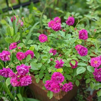 ᵔᴥᵔ)可愛く香りが良いバラ♡ かわいいお庭 スイートチャリオット