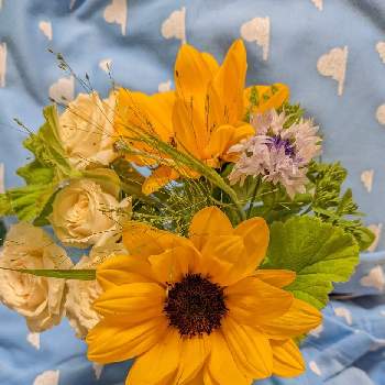 黄色のお花♡の画像 by もぐjuhさん | 部屋と黄色のお花♡とgoogle pixel5aと花色と葉っぱとお顔がこんにちはと青色のお花とばら 薔薇 バラとしろい花
