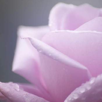 ブルームーンの画像 by soy_βin さん | 小さな庭とバラとブルームーンとマイガーデンと季節の花とGS繋がに感謝と今日のお花と多年草と花のある暮らしとバラ・ミニバラとばらの香りと繋がりに感謝✨