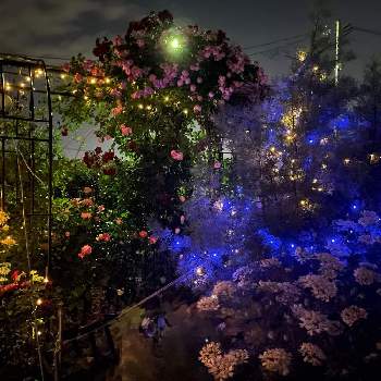 ライトアップの画像 by ラックスさん | 広い庭と綺麗な薔薇と夜庭と広いお庭と薔薇のある家とアーチ仕立てとライトアップ