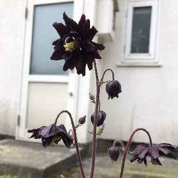 黒い花の画像 by mimimiさん | 広い庭と半日蔭と黒い花とバラと宿根草とフルタイム勤務と明るい日陰と中古住宅と植えっぱなしと目指せローメンテと庭づくりと庭の宿根草