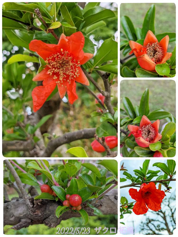 ザクロ 柘榴 の投稿画像 By もぐjuhさん Google Pixel5aと花色と葉っぱとお顔がこんにちはと赤色の花と広い庭とザクロ 柘榴 とgoogle Pixel5aと花色と葉っぱとお顔がこんにちはと赤色の花 22月5月23日 Greensnap グリーンスナップ Greensnap グリーン ザクロ 柘榴 の投稿画像 By もぐjuhさん Google Pixel5aと花色と葉っぱとお顔がこんにちはと赤色の花と広い庭とザクロ 柘榴 とgoogle Pixel5aと花色と葉っぱとお顔がこんにちはと赤色の花 22月5月23日 Greensnap グリーンスナップ Greensnap グリーン