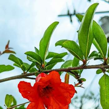 赤色の花の画像 by もぐjuhさん | 広い庭とザクロ（柘榴〉と赤色の花とgoogle pixel5aと花色と葉っぱとお顔がこんにちは