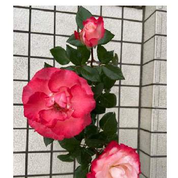 薔薇 ノスタルジーの画像 by やっちんさん | 薔薇 ノスタルジーとたのしみ♡とばら バラ 薔薇とバラの大苗と癒しとマイガーデンときれいとおうち園芸とはなのある暮らしとかわぃぃ。とガーデニングと花のある暮らしとかわいいと素敵