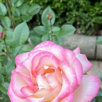 風薫る五月の画像 by selinaさん | バラとバラ・ほのかとバラ園とばら バラ 薔薇とピンクの花と風薫る五月とピンクのバラ♡とピンクのお花とバラが好きと花のある暮らしとお散歩と海外暮らし