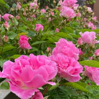 かわゆい♡の画像 by つきみさん | フェンスとつるバラ ピンクサマースノーとバラ、薔薇、ばらと春がすみとピンク❤︎ピンクとおうち園芸とかわゆい♡と花のある暮らしと素敵色とあつまれ どうぶつの里