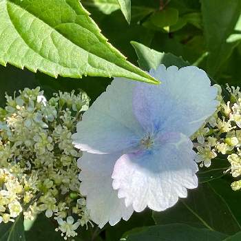 冬紫陽花 フリルエレガンスの投稿画像一覧 Greensnap グリーンスナップ