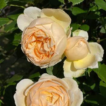 バラ ジュード・ジ・オブスキュアの画像 by みるくさん | 小さな庭とバラ　ジュード・ジ・オブスキュアとバラ ジュード・ジ・オブスキュアとお花大好きと植物ときれいと美しいとガーデニングと花のある暮らしと癒されますねと薔薇大好き