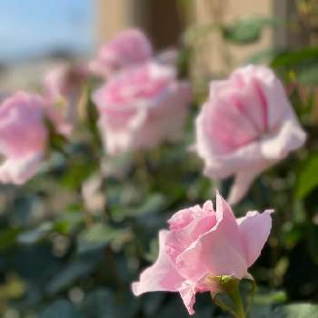 地植えの花の画像 by みるくさん | 小さな庭とアベイ・ドゥ・ヴァルサントとアベイ　ドゥ　ヴァルサントとお花大好きと植物ときれいと美しいとガーデニングと花のある暮らしとピンクの花♡と癒されますねと薔薇大好きと地植えの花