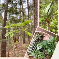 コシアブラの育て方 苗の植え付けや種まきの時期は 栽培はむずかしい Greensnap グリーンスナップ