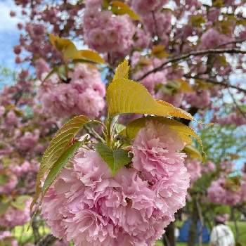 八重桜の画像 by hopoohさん | 八重桜