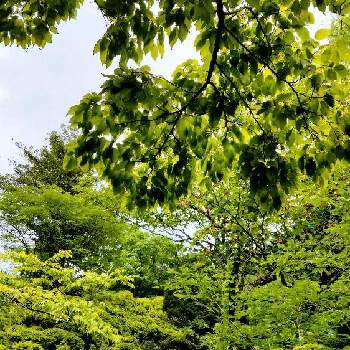 雨上がりの画像 by moonさん | お出かけ先と雨上がりと初夏へと葉っぱと散歩と秋保大滝植物園と新緑
