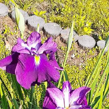 むらさきの花の画像 by ミチコさん | お出かけ先と長居植物園とむらさきの花とハナショウブ♪♪