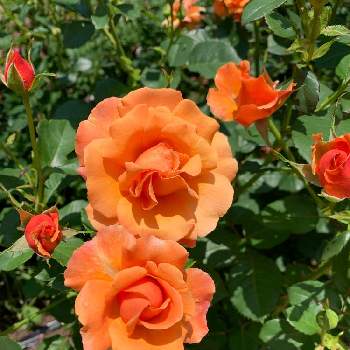 オレンジ色の花の画像 by みっちーさん | お出かけ先とバラ イージータイムと可愛いとiPhone撮影とオレンジ色の花と四季の香ローズガーデン