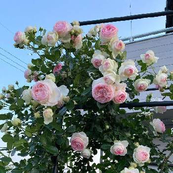 ピエール・ド・ロンサールの画像 by コンキュートさん | 小さな庭とピエールドゥロンサールとピエール・ド・ロンサールと成長記録と今日の一枚とバラ・ミニバラとばら バラ 薔薇