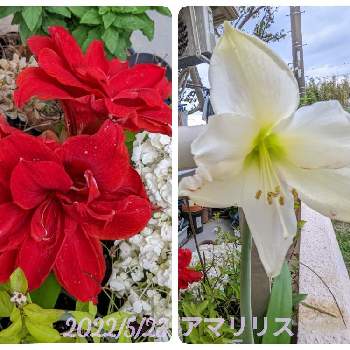 赤色の花の画像 by もぐjuhさん | バルコニー/ベランダと赤色の花とgoogle pixel5aと花色とお顔がこんにちはとアマリリス♡としろい花