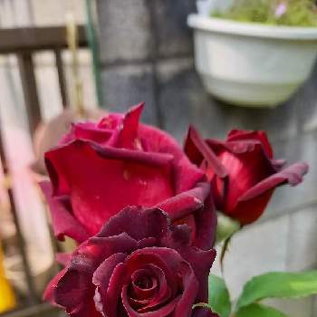 植えっぱなしの画像 by ᵕ̈ ᵗᑋᵃᐢᵏ ᵞᵒᵘ ᵕ̈さん | 小さな庭とブラックバッカラと2019同期とばら バラ 薔薇とTriangle（SMAP）と植えっぱなしと鉢植えと真っ赤な火曜日