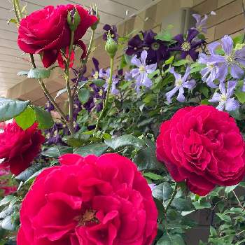 薔薇に魅せられての画像 by アンナプルナさん | バルコニー/ベランダとバラ マヨルカとあっ火曜日とばら バラ 薔薇と薔薇愛同盟と毎日ローズショーと薔薇に魅せられてとno more warとマイガーデンとバラのある暮らしと薔薇のある暮らし♡とピンクワールドへ ようこそと真っ赤な火曜日と花のある暮らしと薔薇♪とチーム・ブルーとバラを楽しむ