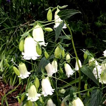 ホタルブクロ白花の画像 by Michiさん | 小さな庭と花のある暮らしとホタルブクロ♡とホタルブクロ白花とホタルブクロ・二重咲き