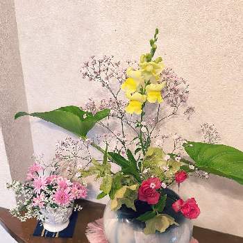 お花とお友達の画像 by 勿忘草さん | 玄関と可愛い〜♡と癒し…♡とお花とお友達とおうち園芸