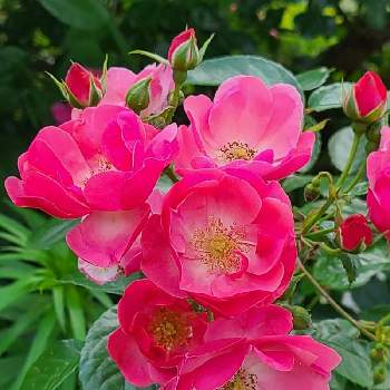 ピンク！ピンク！ピンク！の画像 by かのんさん | 広い庭とGSの皆さまに感謝♡と2020年5月同期とピンク！ピンク！ピンク！とバラ大好きとつるバラとピンク大好きと平和を願う☆とバラが好き