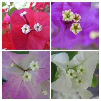 お花大好き♡,ピンクの花,ブーゲンビリア♪,温室,赤い花の画像