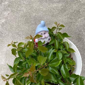 熊本からの画像 by ふーちゃんさん | 小さな庭とブーゲンビリアと耐寒性やや弱いと2年目と熊本からと耐暑性強いとがんばろう熊本！