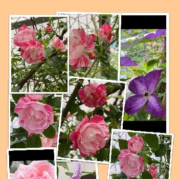 素敵な薔薇日和の画像 by 花が好きさん | 小さな庭とクレマチスとフラワーカーペットローズと薔薇オードリーヘップバーンとフラワーカーペット、ピンクスプラッシュとクレマチスとオードリーヘップバーンといつも笑顔で〜〜♡とキュンキュン乙女倶楽部とウクライナに平和をとみんなが幸せに〜〜♡と好きな色とありがとう♡とGSミニモニと小さな庭の風景♡といい感じ♪♪とバラと夢CLUBと小さな庭♡ととても癒される♡と薔薇が好き❤と素敵な薔薇日和とガーデニングと花のある暮らしと花が好きです♡♡♡と花の16年組♡とみんなが健康に〜〜♡と癒しの時間♡
