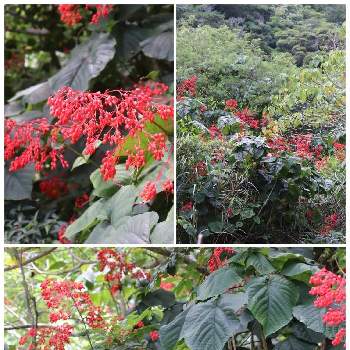 自生する植物の画像 by ピーモモさん | お出かけ先とヒギリと沖縄とヒルギ群落と真っ赤な火曜日と花のある暮らしとあかい花と自生する植物と花の群生地フォトコン