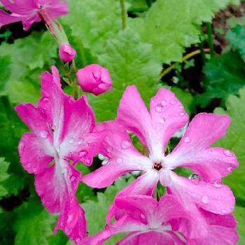 はるのお花♡♬の画像 by tottokoさん | 広い庭とにほんさくらそうとピンク！ピンク！ピンク！とピンクの花と山野草と春の訪れとはるのお花♡♬と北海道から