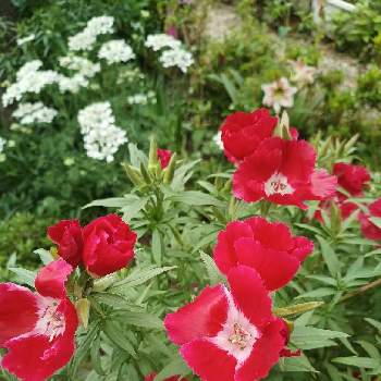 種から育てるの画像 by hanabiraさん | 小さな庭とゴデチアと庭の花と種から育てると可愛い花と季節の花と鉢植えとガーデニングと真っ赤な火曜日と花のある暮らしと地植え