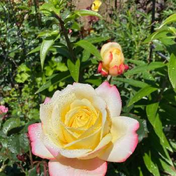 ♡コルデスジュビリーの画像 by みーままさん | 小さな庭と花のある暮らしとお花大好き♡と♡コルデスジュビリーとばら❤