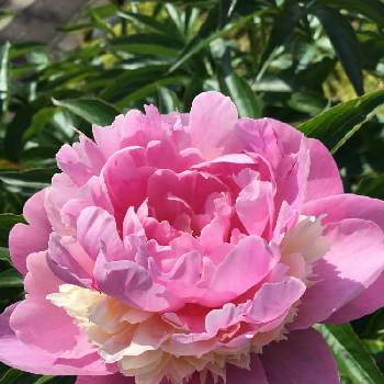 ピンクのお花♡の画像 by スーさん | 小さな庭と芍薬(シャクヤク）と芍薬ソルベットと花を愛でると豪華✨とピンクのお花♡と美しい✨✨と平和を願うとチーム新潟