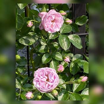 ツル薔薇の画像 by keychanさん | 千葉県と京成バラ園とツル薔薇と微香と薔薇♪と四季咲き♪