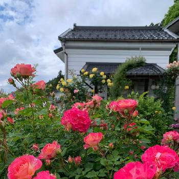癒されての画像 by つゆみさん | バラ春風と家の周りとおうち園芸とありがとうと薔薇暮らしと癒されてと花いろいろと私の庭と花のある暮らしと地植えとばらに魅せられて