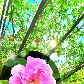 ポジティブCOLORの画像 by ‪❂まゆ❂さん | お出かけ先とポジティブCOLORと観葉植物と植物のある暮らしとGS心の病院とはなのある暮らしと綺麗とこの色合いに一目惚れ♡と❤️いいね、ありがとうと可愛いと薔薇♪とお花は癒しとはなのあるくらしといやし♪