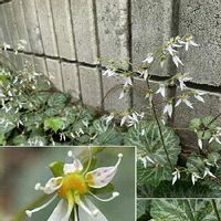 ユキノシタ,今日のお花,フェンスの画像