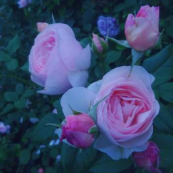 薔薇に魅せられての画像 by きらまるさん | 玄関と薔薇愛同盟と薔薇男子と薔薇に魅せられてと薔薇と暮らすとB型と365日薔薇と暮らすとバラのある暮らしと今日の一枚と花のある暮らしとチーム・ブルーとかわいいな♡とロザリアンとバラを楽しむとピンクハンターとチームブルーNo.121