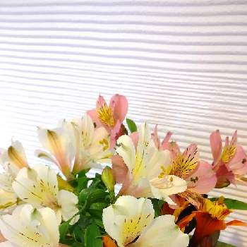 楽しい！の画像 by りえあみさん | 玄関とアルストロメリアと癒しときれいとおうち園芸と美しいとガーデニングと花のある暮らしとかわいいとお花は癒しとアルストロメリア～と楽しい！