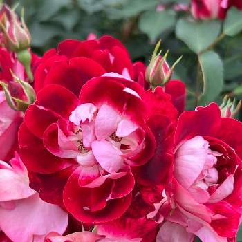 バラ科の画像 by まあみさん | お出かけ先とバラとバラ  いろはとばら バラ 薔薇と毎日ローズショーとバラ科と美しいと綺麗と癒されると赤い花と可愛いと真っ赤な火曜日とほんのりピンクが好きとエレガントとモフモフと里見公園ローズフェア