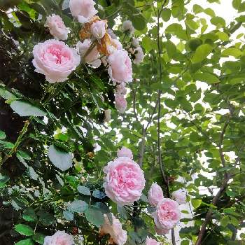 つるバラのある庭の投稿画像一覧 Greensnap グリーンスナップ