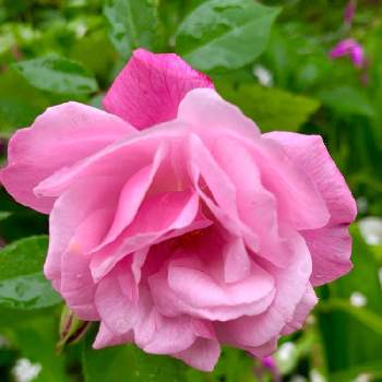 おはようの画像 by のばらさん | 広い庭とおはようと❤️M.family❤️とピンクのお花と薔薇♪と福島からのエールとオオデマリ❁