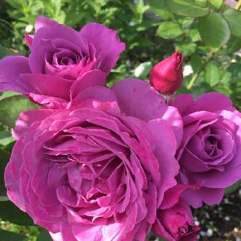 プラムパーフェクト バラの画像 by あきこさん | 小さな庭とプラムパーフェクト バラとばら バラ 薔薇と房咲きとパープルと毎日ローズショーと紫のバラとお家園芸と美しいと綺麗と薔薇♪と紫の薔薇
