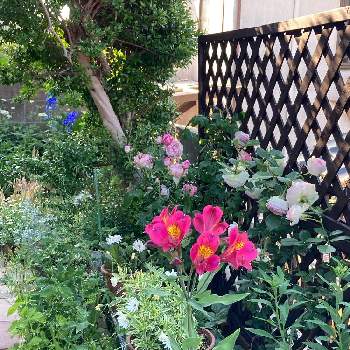 春真っ盛りの画像 by ぶぶちゃんさん | 小さな庭とアルストロメリアと春真っ盛りとキレイな色と季節の花とおうち園芸といいかげんと元気に育ててますよと花のある暮らしと地植え